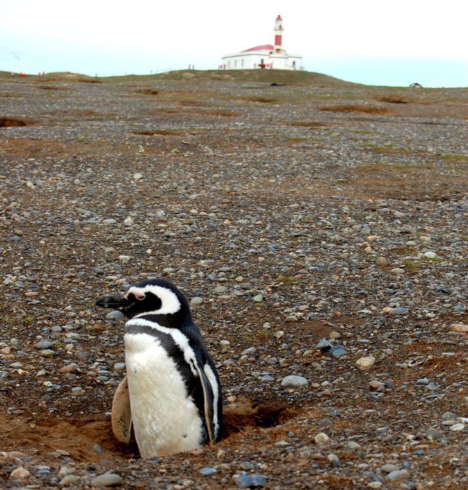Ilha Madalena - Terra do Fogo - Chile - 2009