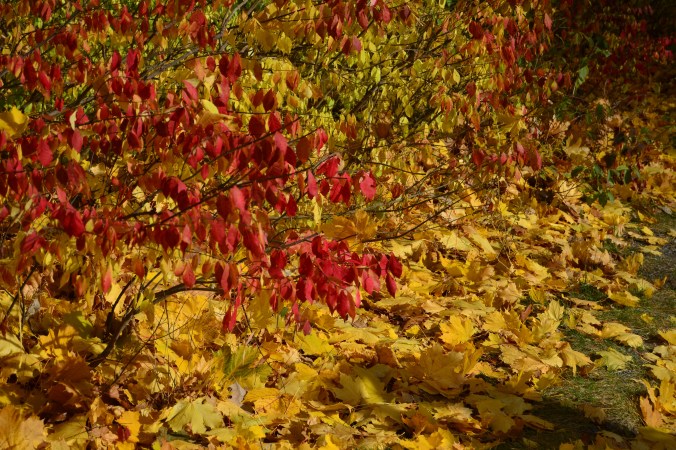 montreal-folhas-do-outono-debora-costa-e-silva